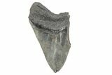 Huge, Partial Megalodon Tooth - South Carolina #207917-1
